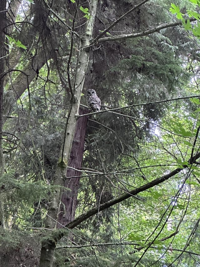 Saw an Owl in Schmitz Park. Amazing!