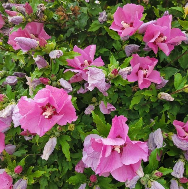 WEST SEATTLE SUNDAY: 24 notes for the last day of August