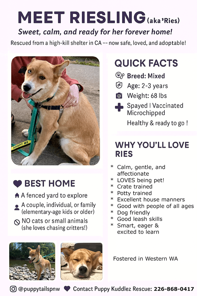 Pup for adoption or foster to adopt in Seattle