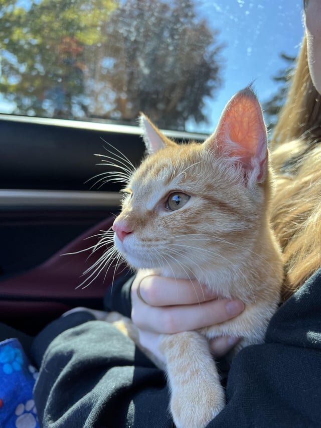 Affordable cat femoral neck surgery?