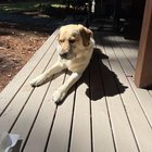 Lost Dog, Yellow Lab