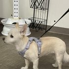 Found dog in Cal Anderson