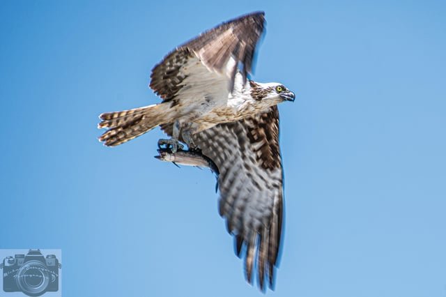 Putting the Go into Grab and Go! Osprey Seahawk snatching fish out of Puget Sound off Alki Beach: