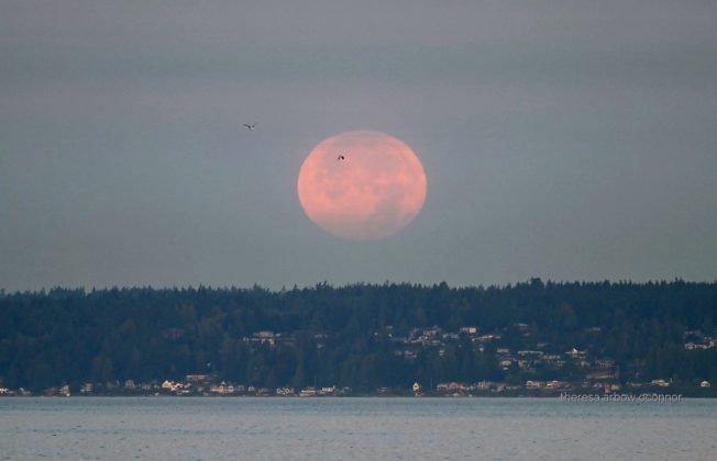WEST SEATTLE WEATHER: Heat Advisory alert for next three days, but …
