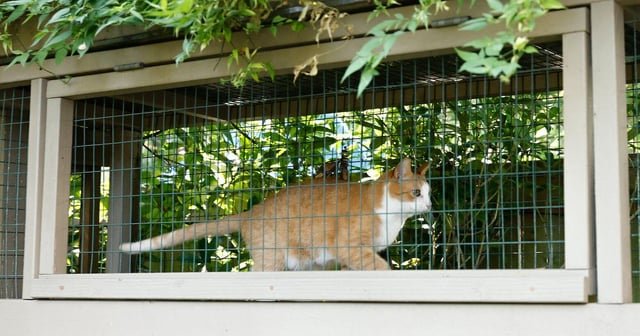 Seattle Catio Tour showcases enclosures of all shapes and sizes