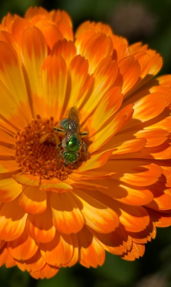WEEKEND PREVIEW: Learn about wild bees at West Seattle Nursery on Sunday