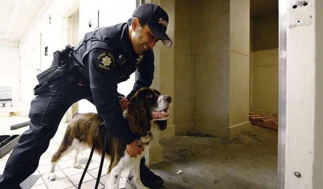 King County K9 handler accused of cheating on bomb dog certifications