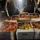 Tons of apples- come to my cider press this Saturday August 30
