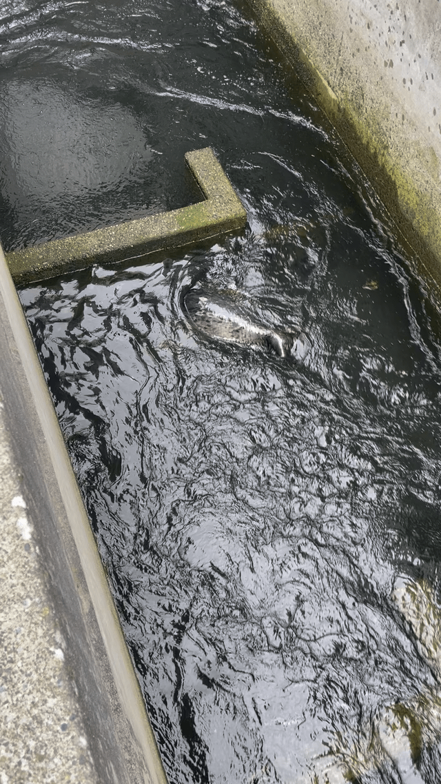 Sea otter enters fish ladder at Ballard Locks 🙈