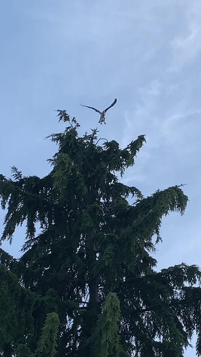 Osprey catches fish