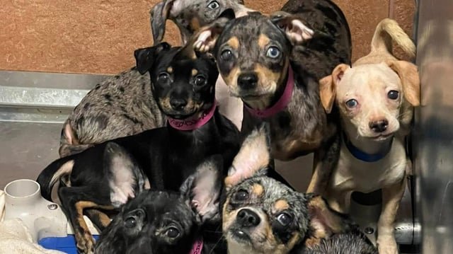 Over 100 dogs rescued from Auburn home in ‘historic’ operation