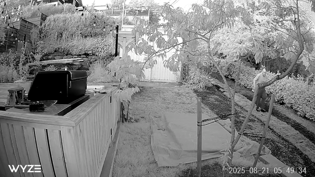 Queen Anne Bike Thief