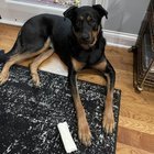 Lost dog – last seen at 46th & Stevens