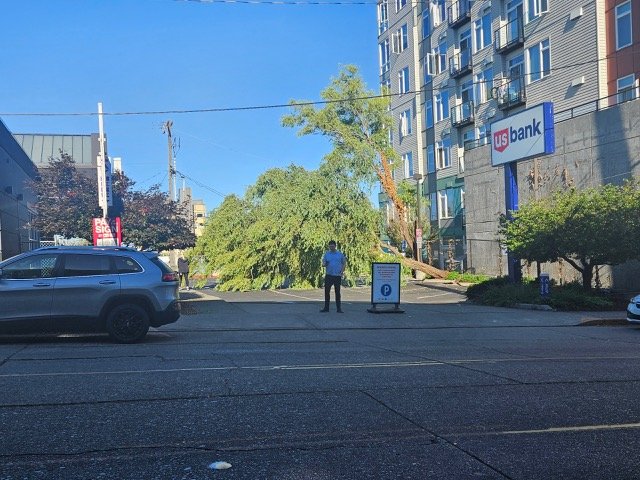 READER REPORT: Tree topples by bank