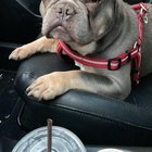 FOUND DOG IN FREMONT, is this guy yours?