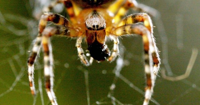 When Are Calling an Official Start to Spider Season?