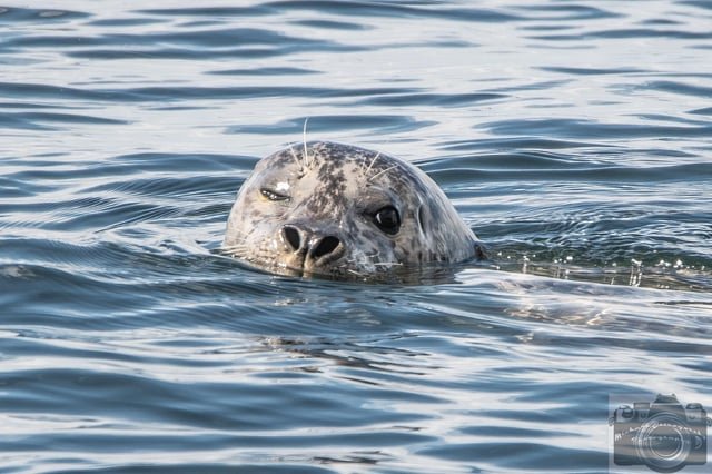 Keeping an Eye on Alki Beach