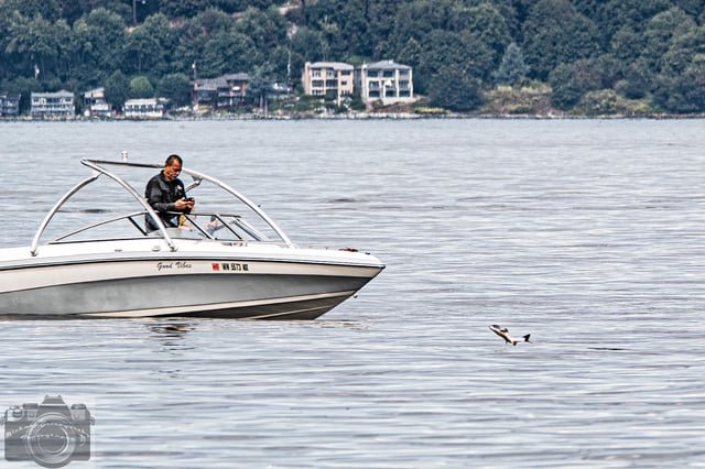 The Real Flying Fish! Pink Salmon jumping like crazy in Puget Sound today: