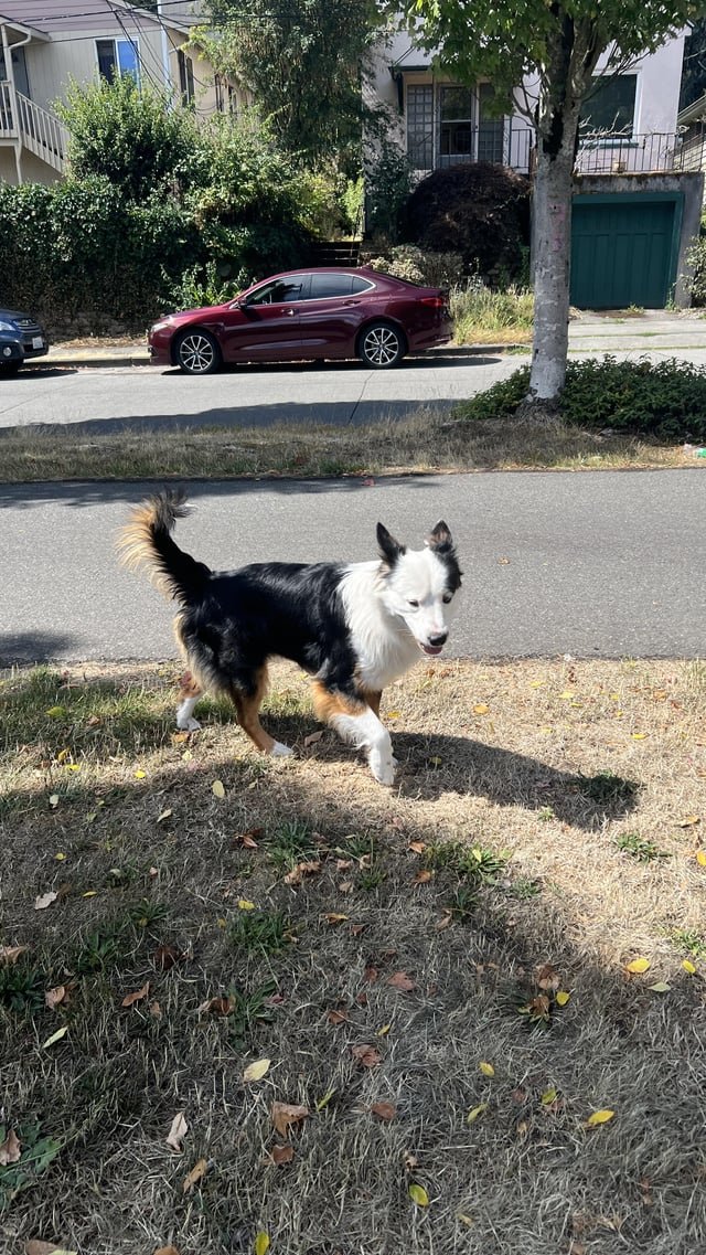 Dog on the loose in Daejeon Park