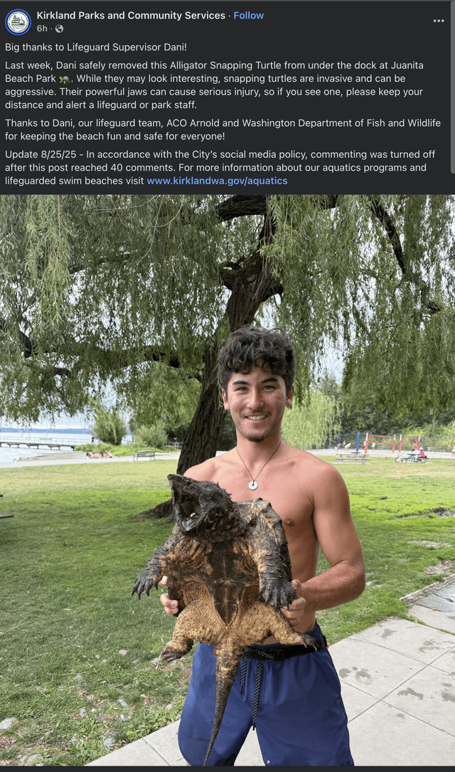 Alligator Snapping Turtle found in Lake Washington