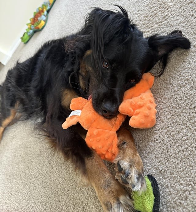 Does anyone know of any small doggy daycares?
