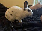[FREE] Have to rehome my rabbit due to change in housing. Any takers?