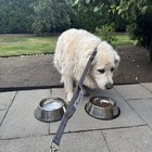 FOUND: White Dog on NE 24th St