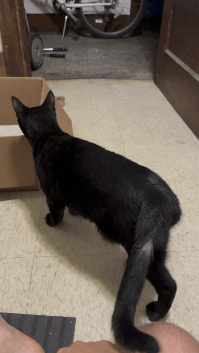 Found cat in LQA