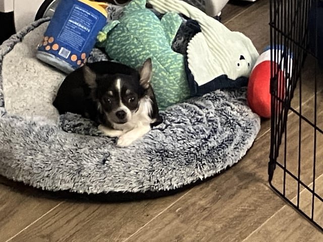 Lost dog in paradise valley conservation area, small black and white chihuahua , please help if you can!