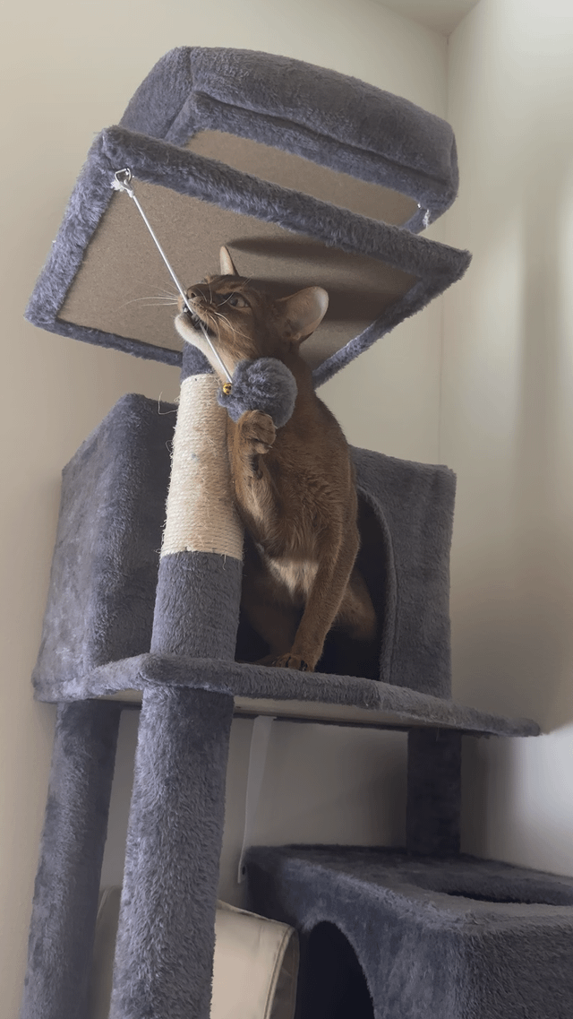 Rehome my beloved purebred Abyssinian cat (Seattle)