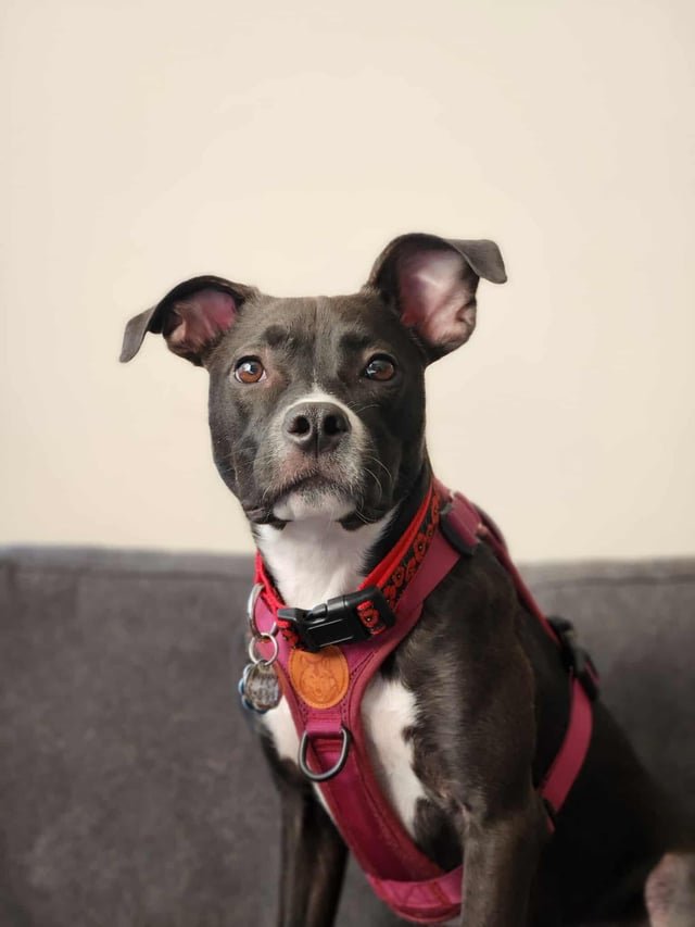 LOST PUPPY- POPPY