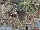 Abandoned baby bunny needs your help
