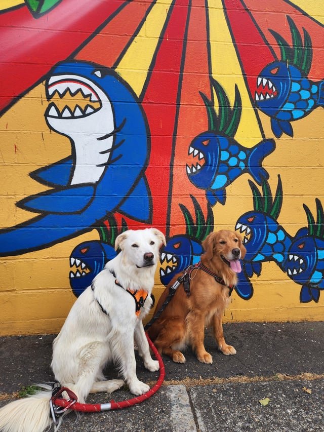 Why did the pups stop in front of the shark mural? Because they heard it was a “jaws-dropping” art piece! Badum tss! ;)