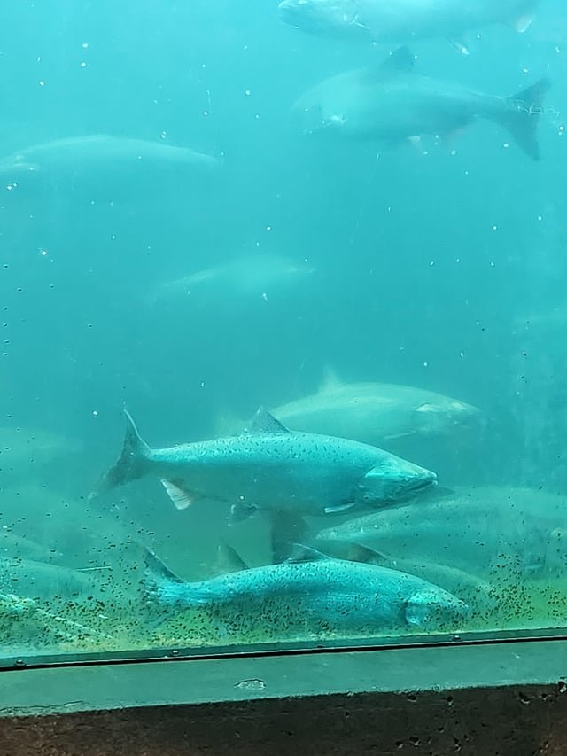 Lots of Kings in the Locks