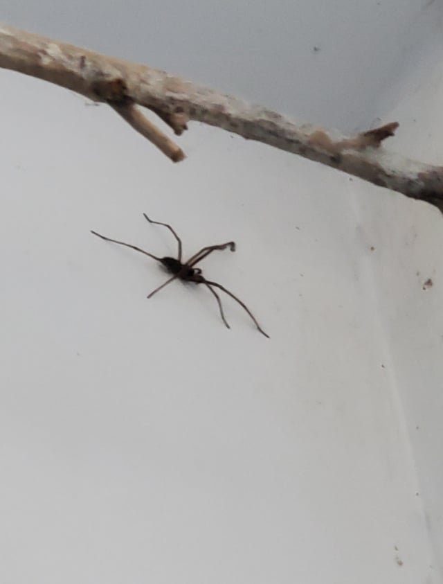 Giant spider season is here!