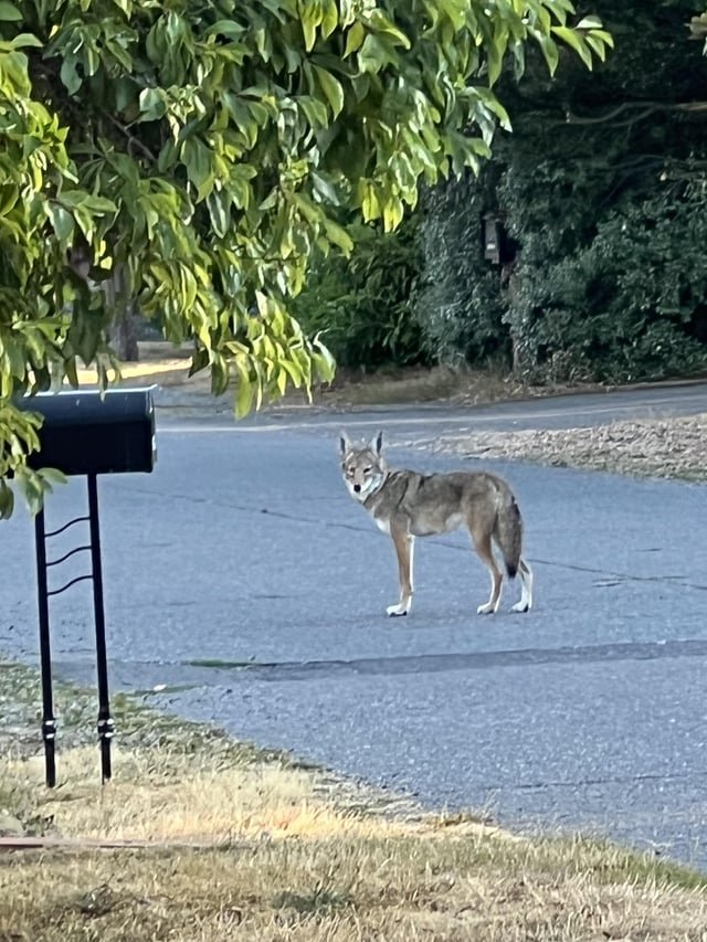 Coyote in Broadview?