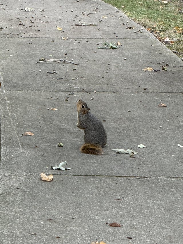 Hot Rat Summer inspiring these lil guys out here