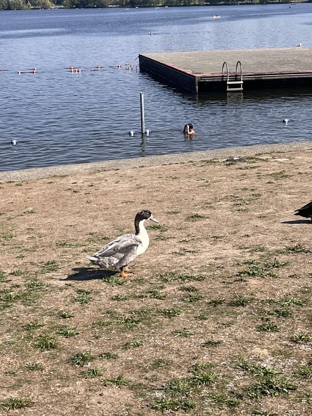 Pet Duck?