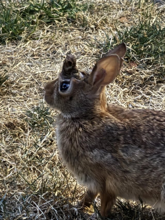 My girlfriend saw this Frankenstein bunny in Eastlake yesterday