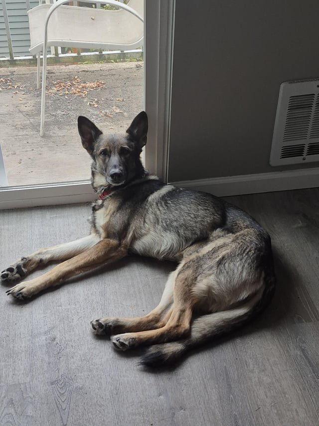 Shelter won’t take our dog back and we can’t afford the surrender fee, Auburn, Washington