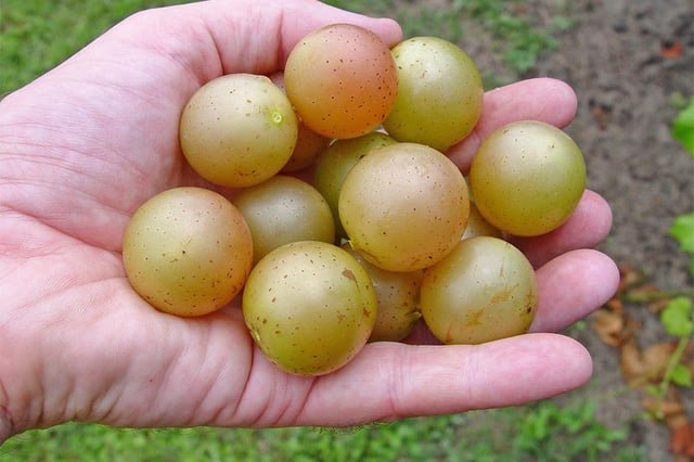 Muscadine Season