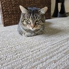 Lost cat near North Bellevue Community Center