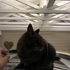 Found kitty