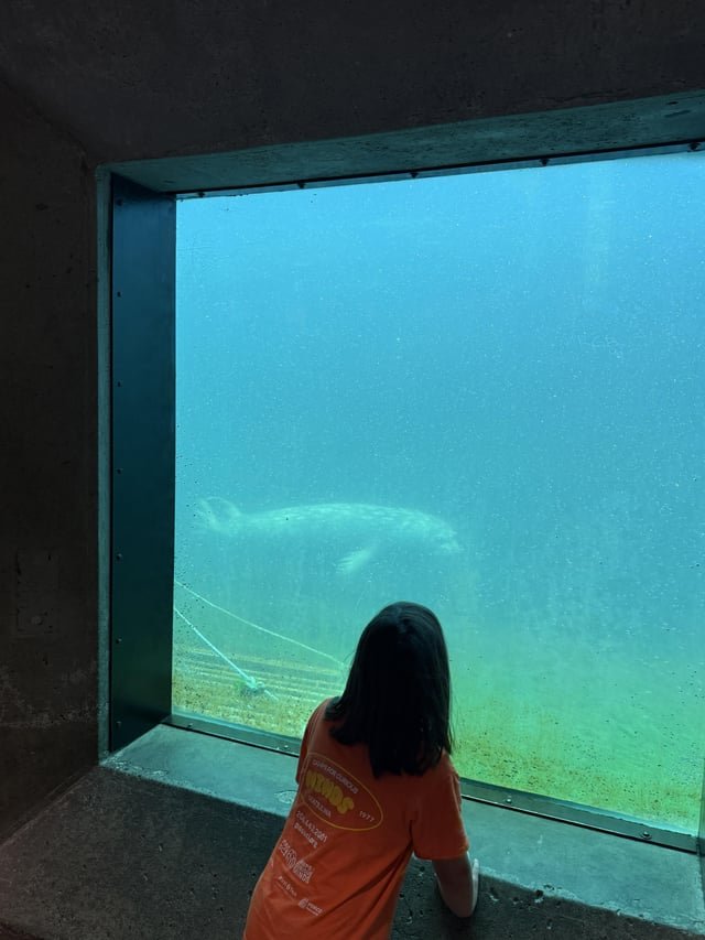 Seal in the salmon ladder at Ballard Locks!
