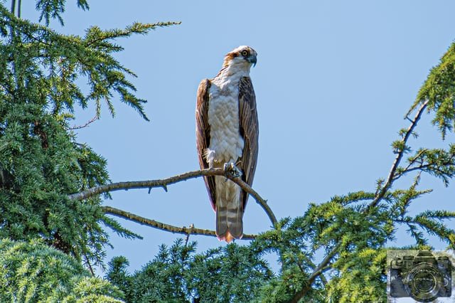 Osprey Seahawk keeping an eye on the salmon running through the Ballard Locks