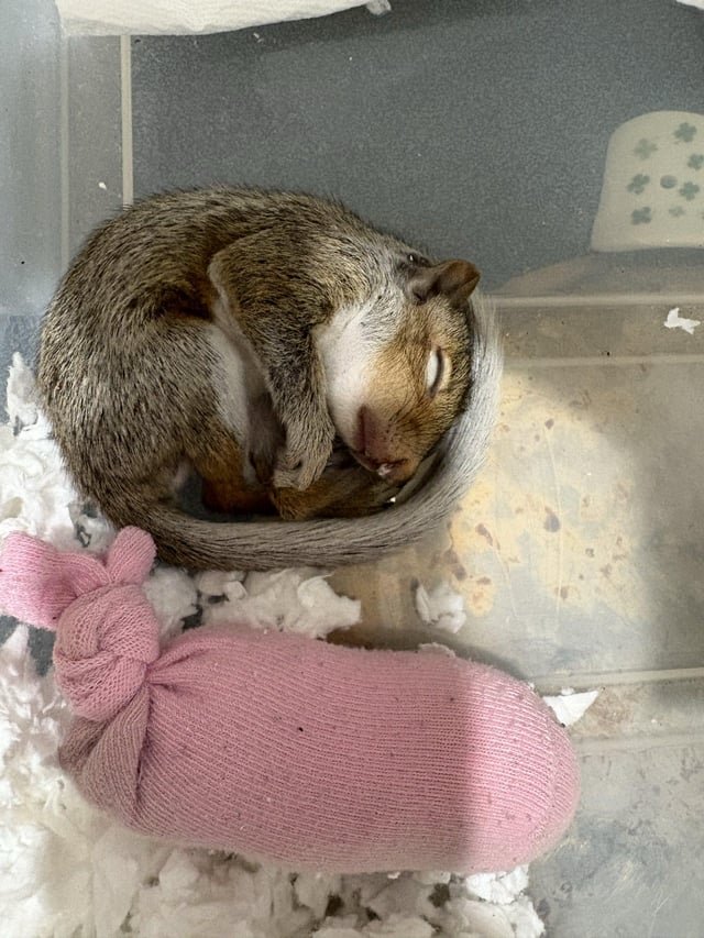 Wildlife rehab for baby squirrel