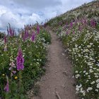 I hiked 144 miles (39,763 ft gain) using public transit from Seattle this summer