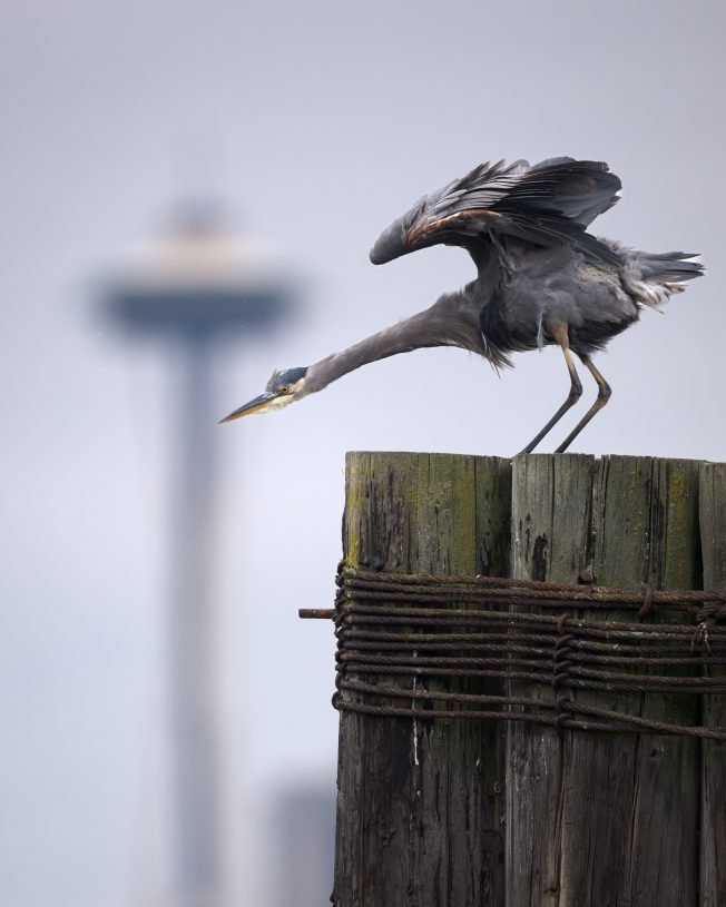 Here are your options for September’s second West Seattle Monday!