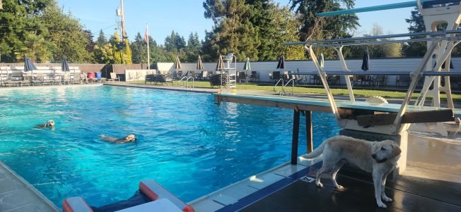 Canine swim time! Dog Days of Summer arrive at Arbor Heights Swim and Tennis Club