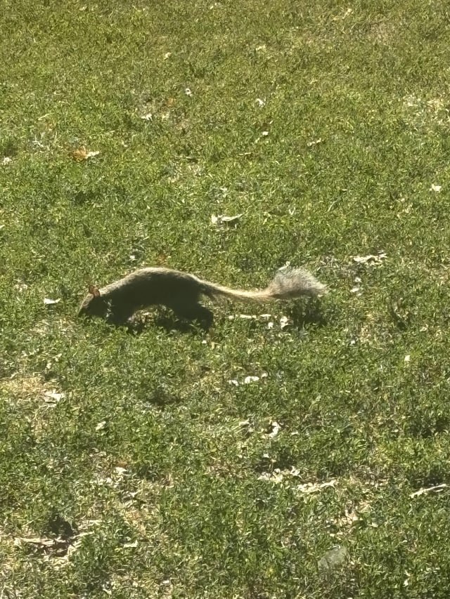 New Type of Squirrel Unlocked